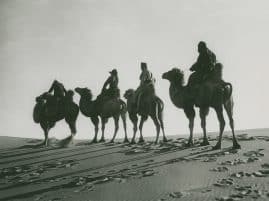 Fyra kameler med ryttare i öken