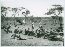 Bland vildar och vilda djur : Svenska Biografteaterns expedition till Brittiska Ostafrika åren 1919-1921 - image 3
