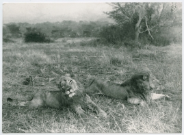 Med Prins Wilhelm på afrikanska jaktstigar - image 28