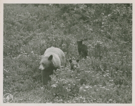 I slagbjörnens spår - image 6