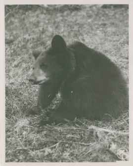 I slagbjörnens spår - image 34
