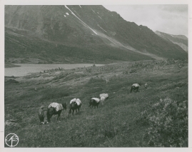 I slagbjörnens spår - image 43