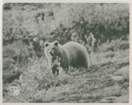 I lapplandsbjörnens rike - image 7