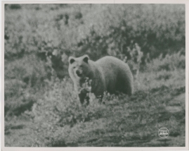 I lapplandsbjörnens rike - image 8